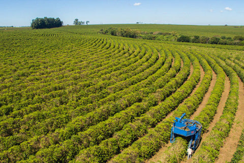 Brazil - Fazenda Bom Jesus - Natural - Direct Trade